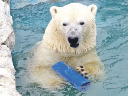 Медведь Алмаз любит игры и «мясное мороженое»