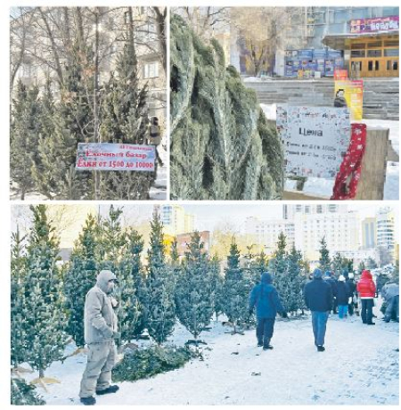 Самую  дорогую ёлку в Хабаровске можно купить за 35 тысяч