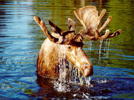 Для лося река не преграда 