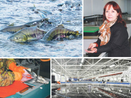 Рыборазводные заводы на Амуре остались без  работы?