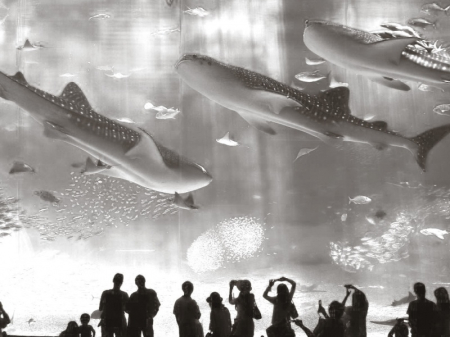 Жемчужина в короне Азии