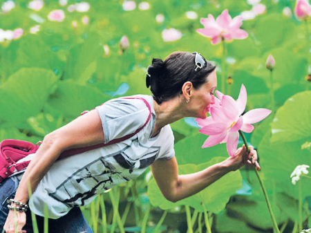 Зацвёл лотос